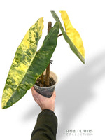 Philodendron Billietiae Variegata