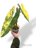 Philodendron Billietiae Variegata