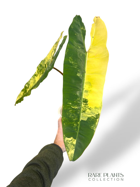 Philodendron Billietiae Variegata