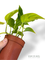 Epipremnum Champs Eylsées