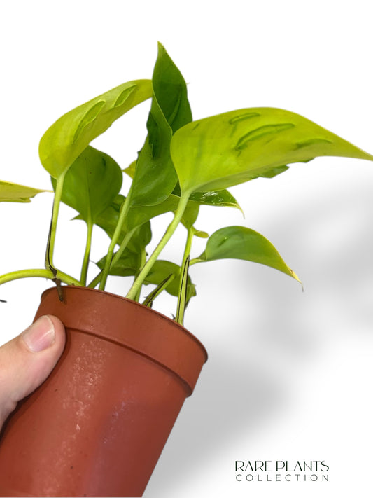 Epipremnum Champs Eylsées