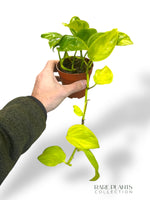 Epipremnum Champs Eylsées