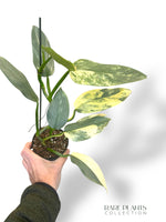 Philodendron Silver Sword Variegata (N.2)