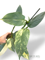 Philodendron Silver Sword Variegata (N.2)