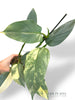 Philodendron Silver Sword Variegata (N.2)