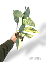 Philodendron Silver Sword Variegata (N.2)