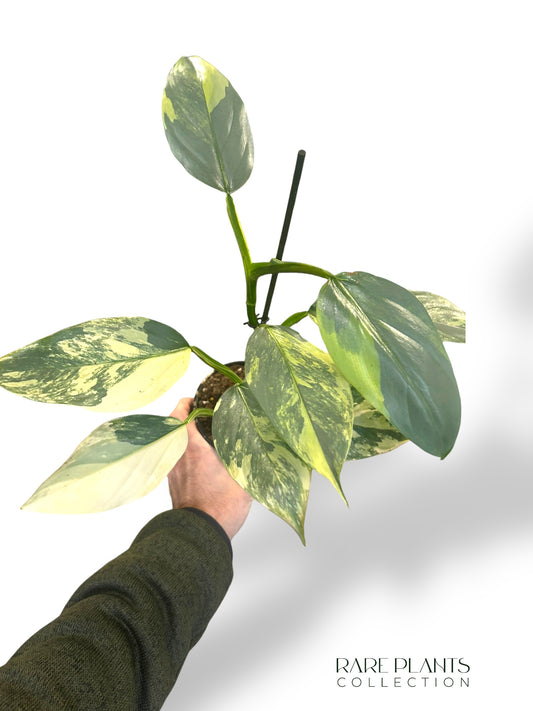 Philodendron Silver Sword Variegata rpc rare plants collection marcelarium