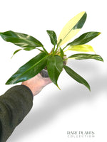 Philodendron Wend Imbe Variegata