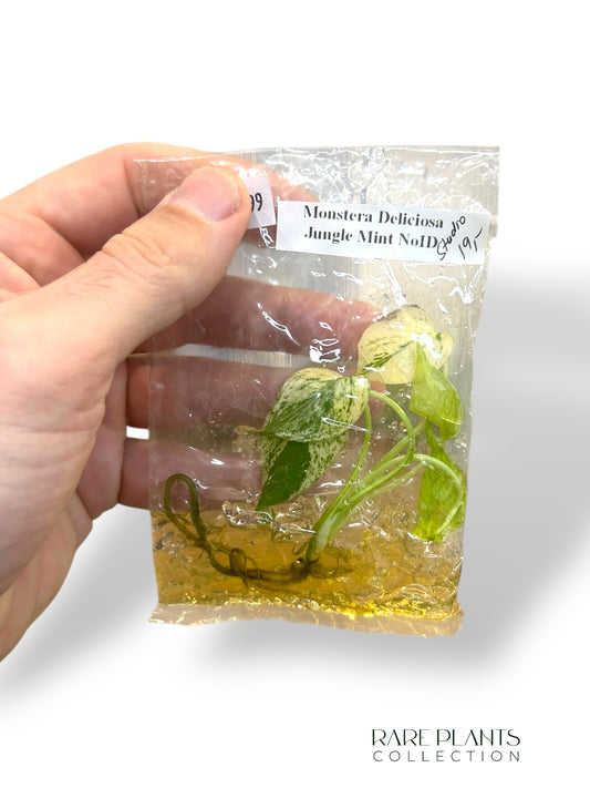 Monstera Jungle Mint (TC)