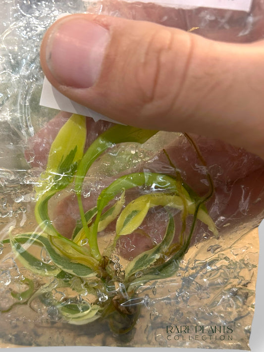 Philodendron Florida Beauty x Tortum Albo (TC)