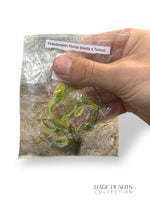 Philodendron Florida Beauty x Tortum Albo (TC)