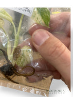 Monstera White Monster (TC)