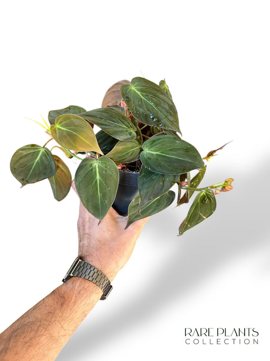 Philodendron Micans