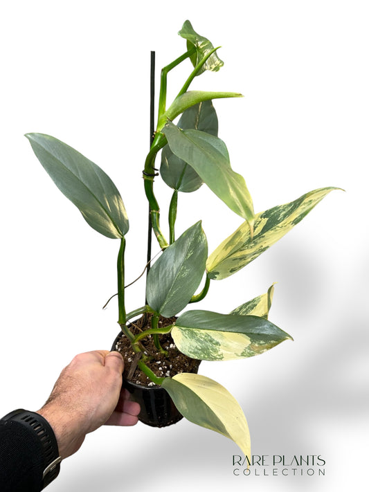 Philodendron Silver Sword Variegata