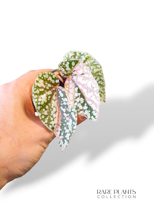 Begonia Snow capped Variegata