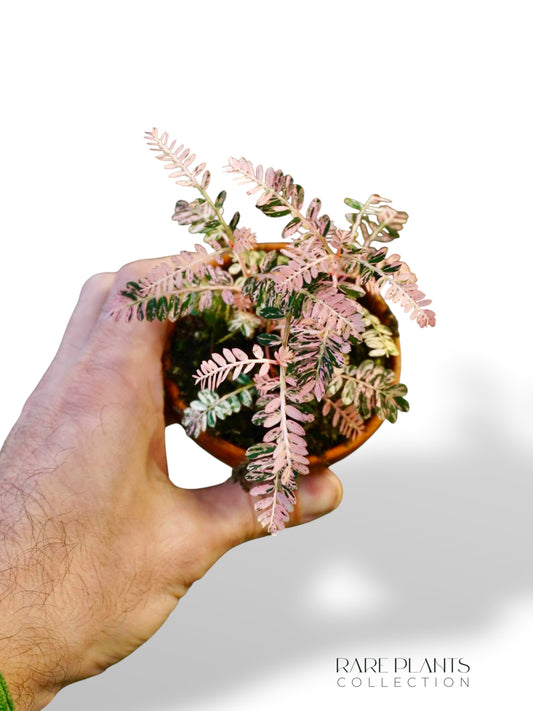 Phyllanthus Urinaria Variegata
