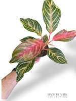 Aglaonema Dreamcatcher