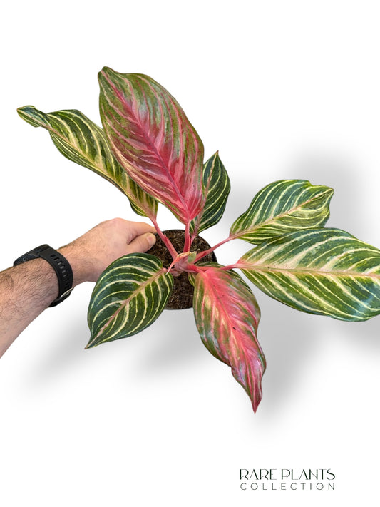 Aglaonema Dreamcatcher
