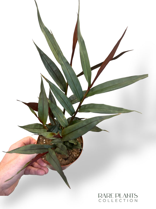 Alpinia Silber