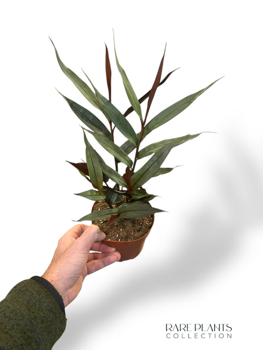 Alpinia Silber