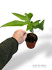 Anthurium Podophyllum