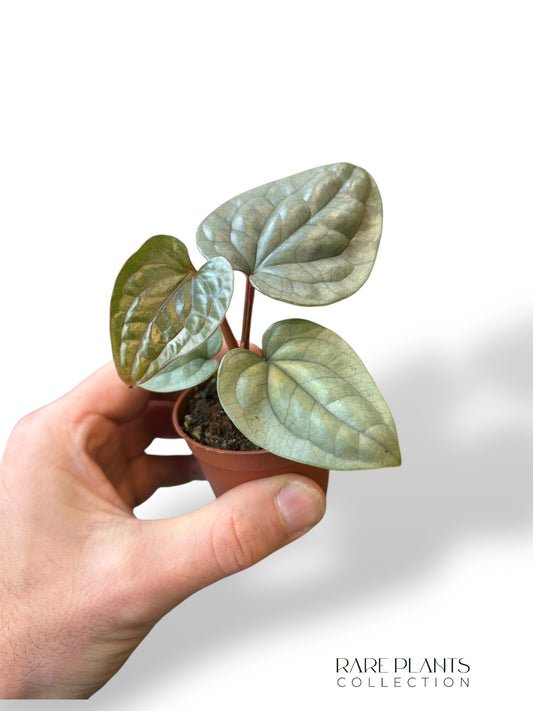 Anthurium Luxurians Baby