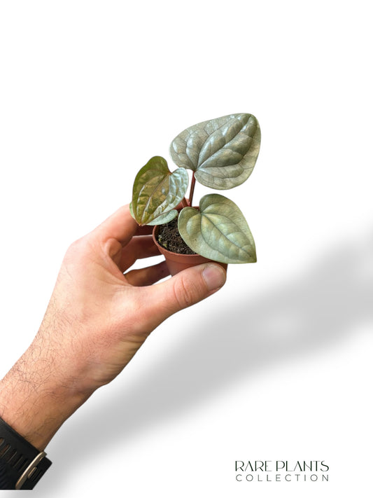 Anthurium Luxurians Baby