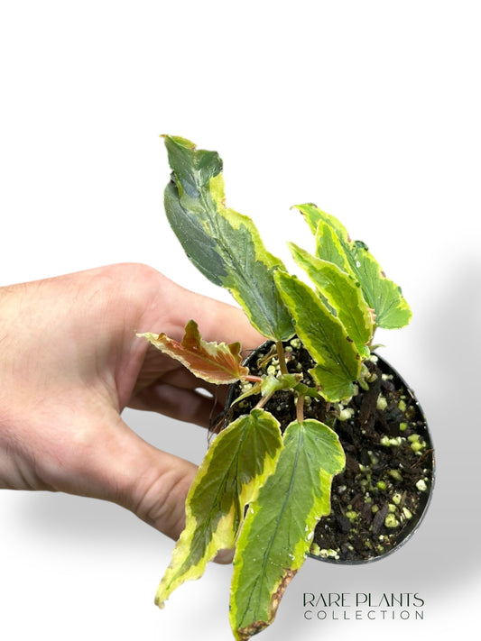 Begonia Dainty Spray Variegata