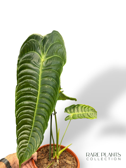 Anthurium Veitchii XL