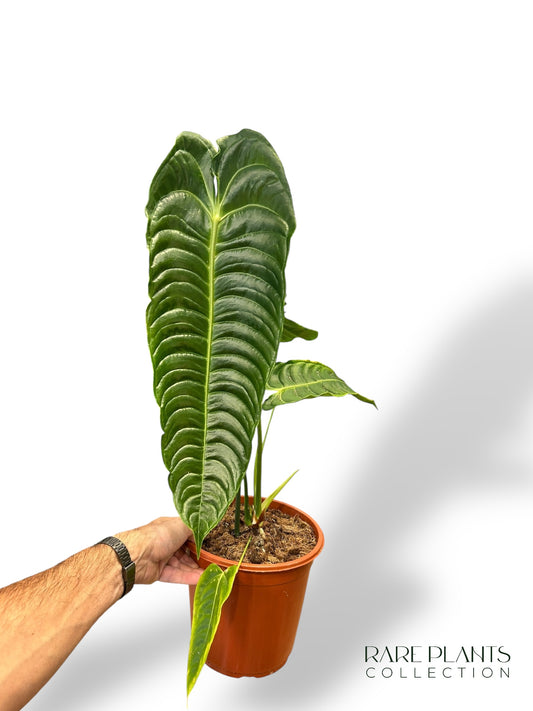 Anthurium Veitchii XL