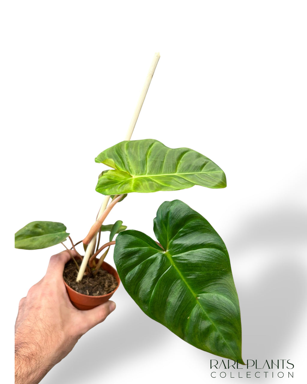 philodendron bill Philodendron Billicosum | Buy online