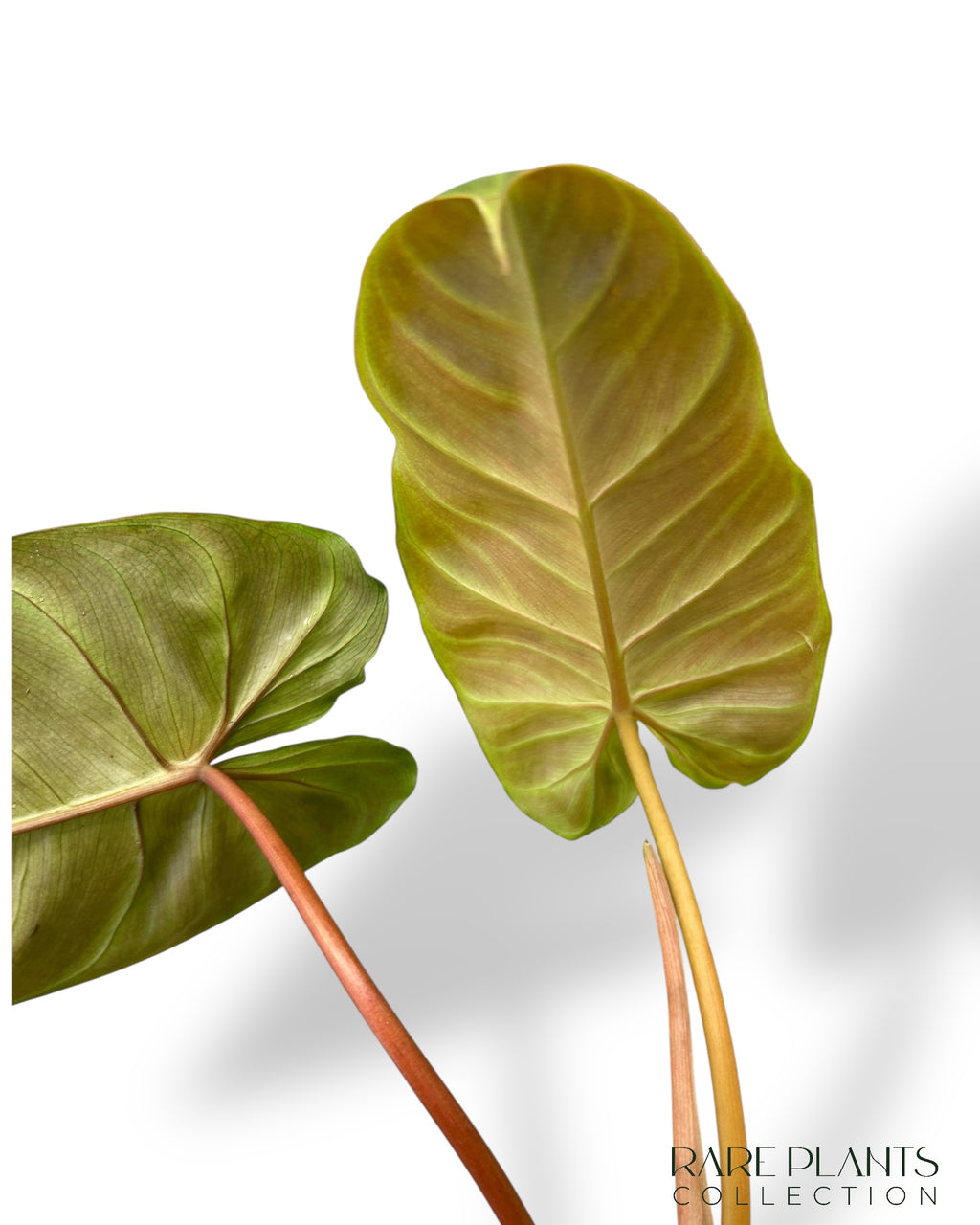 philodendron bill Philodendron Billicosum | Buy online