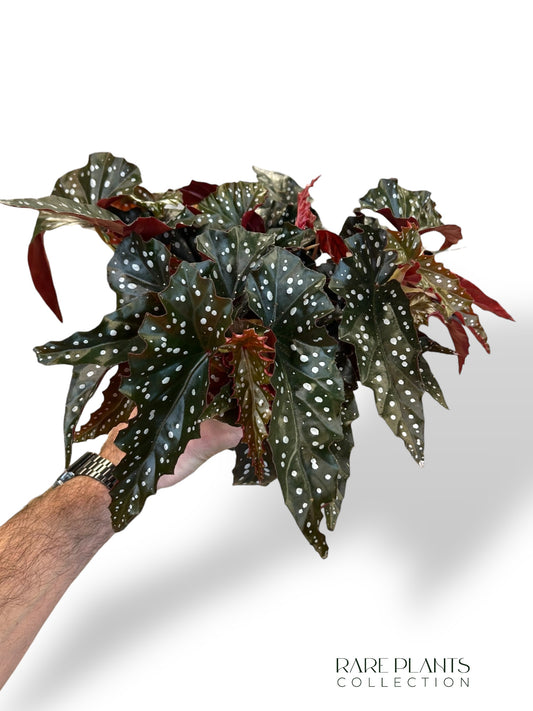 Begonia Maculata Black Forest