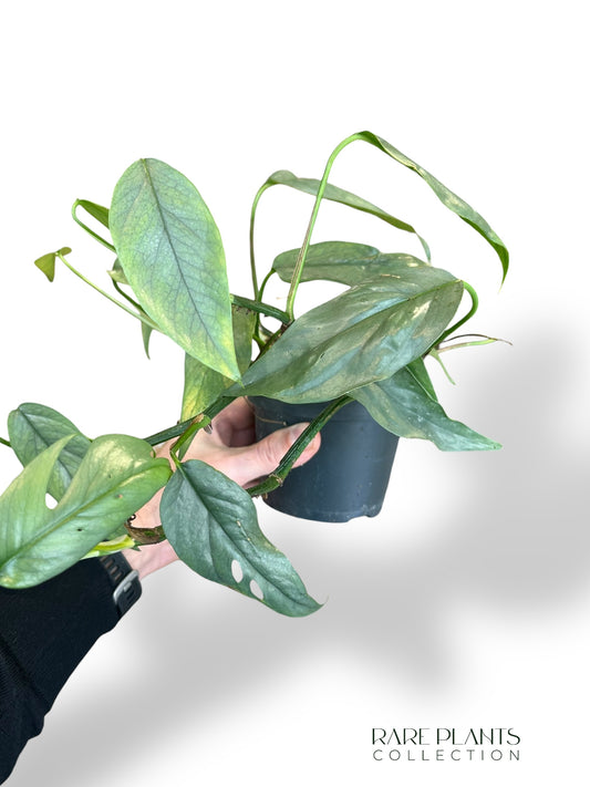 Epipremnum Cebu Blue