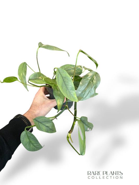 Epipremnum Cebu Blue