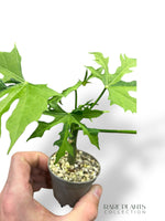 Chaya Cnidoscolus Aconitifolius Variegata type 2