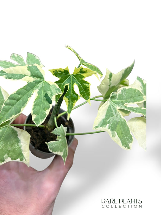 Chaya Cnidoscolus Aconitifolius Variegata type 1