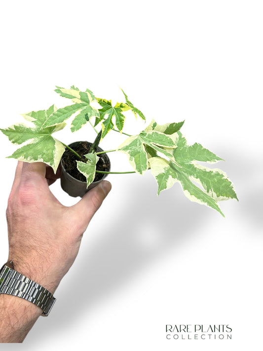 Chaya Cnidoscolus Aconitifolius Variegata type 1