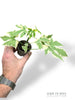 Chaya Cnidoscolus Aconitifolius Variegata type 1