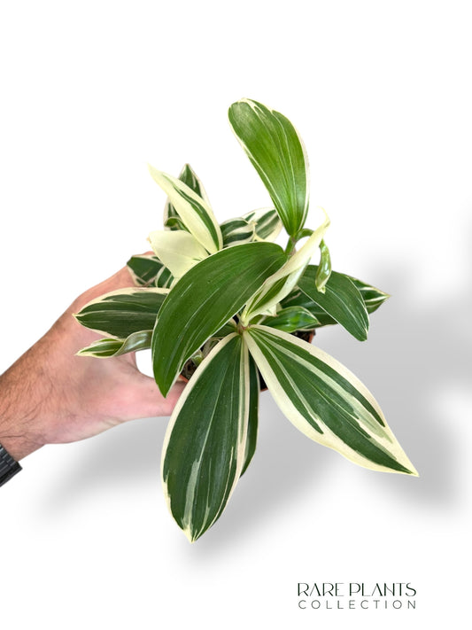 Costus Arabicus Variegata