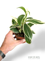 Costus Arabicus Variegata