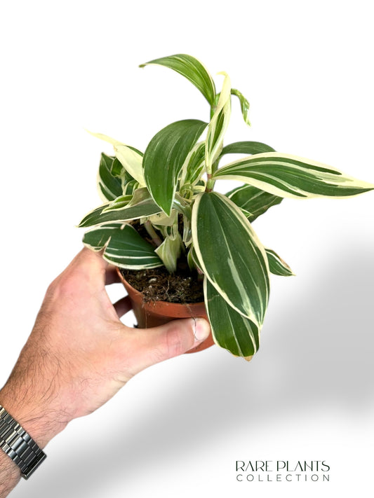 Costus Arabicus Variegata