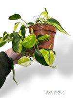 Philodendron Cream Splash