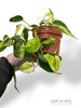 Philodendron Cream Splash