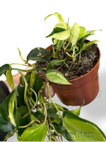 Philodendron Cream Splash