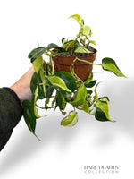 Philodendron Cream Splash
