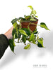 Philodendron Cream Splash