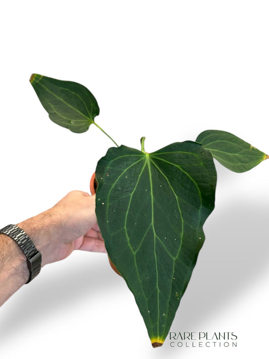 Anthurium Delta Force