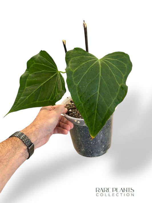 Anthurium Delta Force