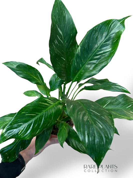 Spathiphyllum Diamond